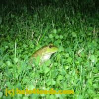 /home//u458753944/public_html/sourcegallery//Frogs/More bullfrogs/P9110725.JPG